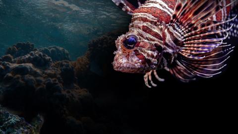 The Odd, the Weird, the Unusual