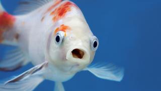 Fish Life