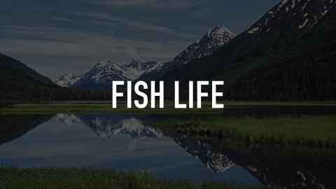Fish Life