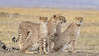 Survivors of the Savanna Survivors of the Savanna