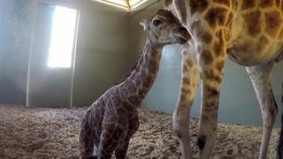 It's a Baby Giraffe! It's a Baby Giraffe!