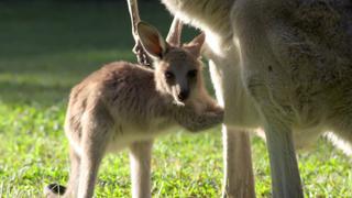 Robert's Baby Kangaroo Robert's Baby Kangaroo