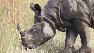 Land of the Secret Rhino Land of the Secret Rhino
