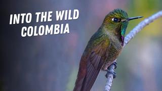 Into the Wild Colombia