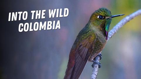 Into the Wild Colombia