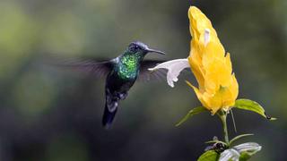 The Hummingbird's Quest