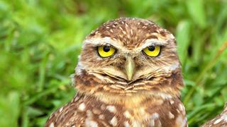 Warriors of the Llanos Warriors of the Llanos