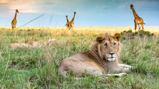 The Lion