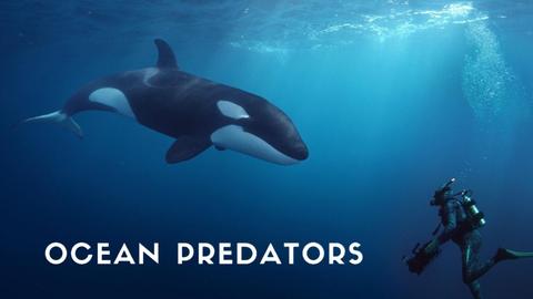 Ocean Predators