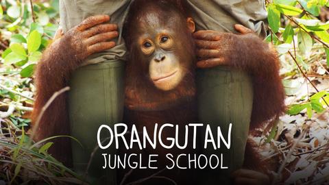 Orangutan Jungle School
