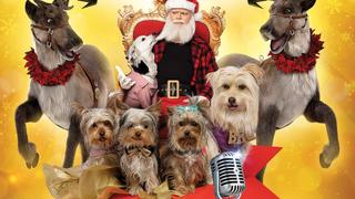 Puppy Star Christmas