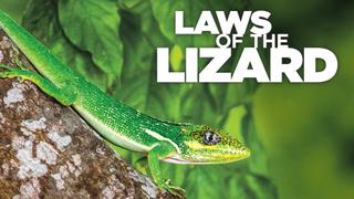 Laws of the Lizard