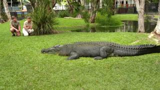 Our Old Friend the Crocodile