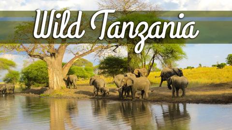 Wild Tanzania