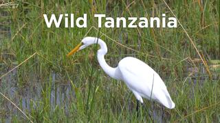 Wild Tanzania