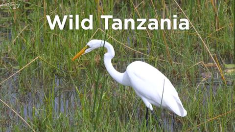 Wild Tanzania