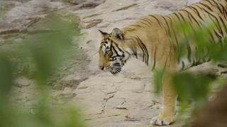 Rana: Queen of the Jungle Rana: Queen of the Jungle