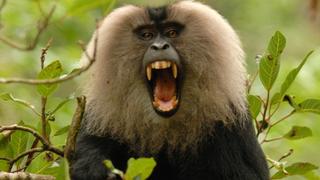 Rajan Monkey on a Mission Rajan Monkey on a Mission