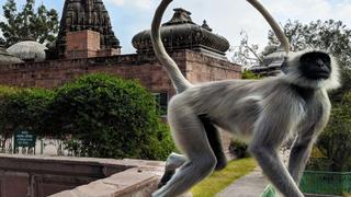 Temple Monkeys on the Run Temple Monkeys on the Run