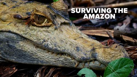 Surviving the Amazon