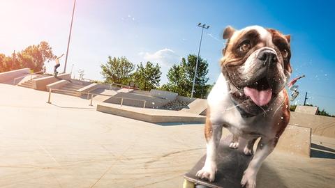 Sk8 Dawg