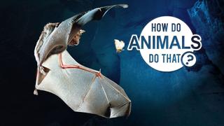  watch How Do Animals Do That?