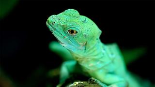 Levitating Lizards and Immortal Jellyfish