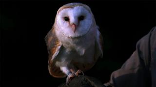 Supersonic Owls and Invisible Octopuses