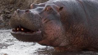 River Battlefront River Battlefront