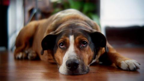 Puppy Dog Tails and Crocodile Jaws