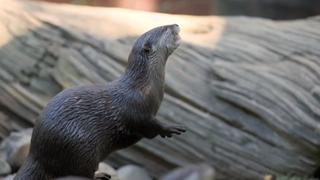 Bindi & the Otters Bindi & the Otters