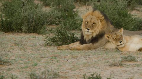 Africa's Deadly Kingdoms