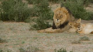 Africa's Deadly Kingdoms