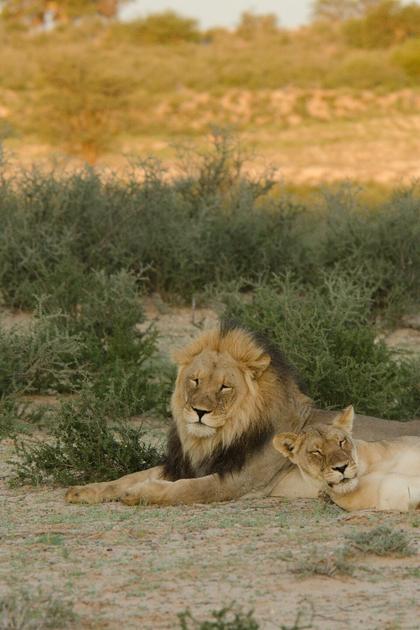 Africa's Deadly Kingdoms