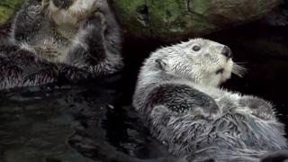 Psychic Cats And Fuzzy Otters