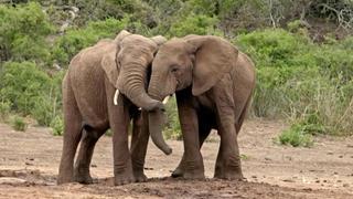 Elephant Noses and Ancient Animals