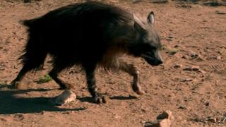 Supersmart Dolphins and Hungry Hyenas