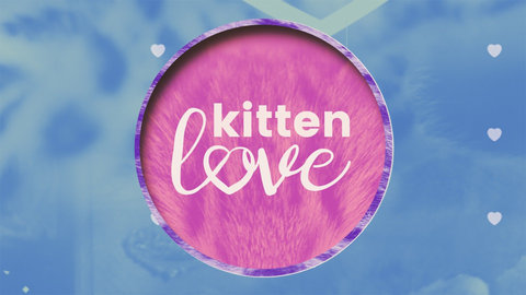 Kitten Love