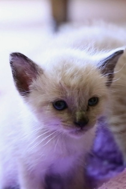 Kitten Love
