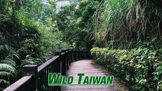 Wild Taiwan