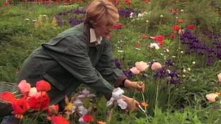 Poppies; Salad Dressing; Tea; Madeleines