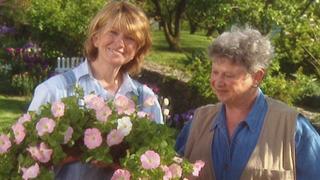 Pegging and Pruning Roses; Wreaths; Manure Tea