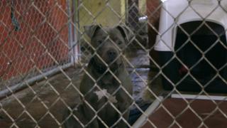 Pit Bulls and Parolees