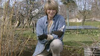 Martha Stewart Living