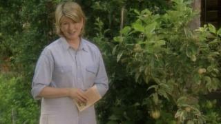 Lemon Glossary; Lemon Candles; Lemon Meringue Cake