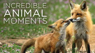 Incredible Animal Moments