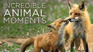 Incredible Animal Moments