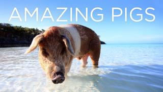 Amazing Pigs