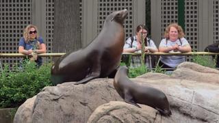 A Sea Lion Pup Grows Up A Sea Lion Pup Grows Up