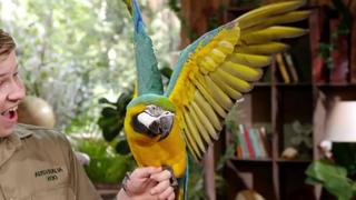 Meet the Macaw Meet the Macaw